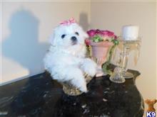 maltese puppy posted by Elegant Babies